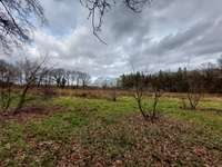 Hundeauslaufgebiet-Wechloyer Wald-Bild