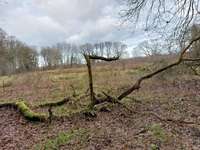 Hundeauslaufgebiet-Wechloyer Wald-Bild