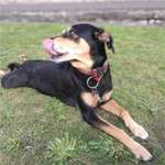 Qualzucht-Beitrag-Bild