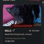 Suchmeldung-Milo-Bild
