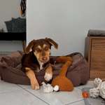 Unkontrolliertes Bellen im Garten-Beitrag-Bild