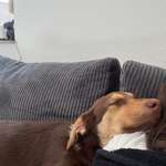 Unkontrolliertes Bellen im Garten-Beitrag-Bild