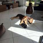 Gestresster Hund-Beitrag-Bild