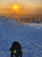 Hundeauslaufgebiet-Rund um den Stalleikenweg-Bild