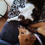 Suchmeldung-Ria-Bild