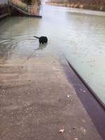 Hundeauslaufgebiet-Misburg am Kanal-Bild