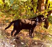 Hundeauslaufgebiet-Misburg am Kanal-Bild