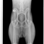 HD Junghund-Beitrag-Bild