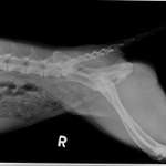 HD Junghund-Beitrag-Bild