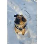 Mischling Chihuahua Mops-Beitrag-Bild