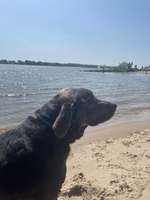 Hundeauslaufgebiet-Wedel-Bild