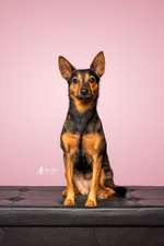 Welche gassi runde ist eure liebste ?-Beitrag-Bild