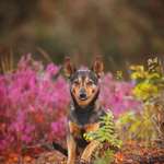 Mit oder ohne Unterfell?-Beitrag-Bild