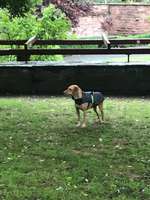 Agility Training in Frankfurt?-Beitrag-Bild