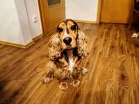 Cocker Spaniel-Beitrag-Bild