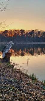 Hundeauslaufgebiet-Gundwiesen-Bild