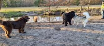 Hundeauslaufgebiet-Gundwiesen-Bild