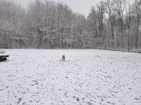 Hundeauslaufgebiet-Hubeweg-Bild