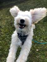 Der Wolf in eurem Hund-Beitrag-Bild