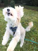 Der Wolf in eurem Hund-Beitrag-Bild