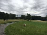 Hundeauslaufgebiet-Hof Hasselberg-Bild