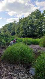 Hundeauslaufgebiet-Friedelhausen-Bild