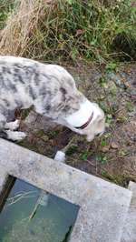 Hundeauslaufgebiet-Wassertrog-Bild