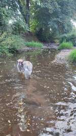 Hundeauslaufgebiet-Friedelhausen-Bild