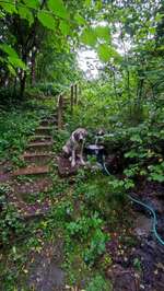 Hundeauslaufgebiet-Am alten Schwimmbad-Bild