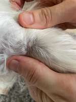 Wucherung-Beitrag-Bild