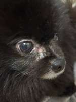 Reizung unter dem Auge meines Hundes – Tipps bis zum Tierarzttermin?-Beitrag-Bild