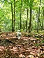 Hundeauslaufgebiet-Brandheide-Bild