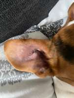 Ohren jucken und braune Flecken-Beitrag-Bild