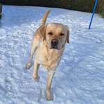 Ersteller:in Svenja Profilbild