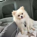 Ersteller:in Pomeranian Profilbild