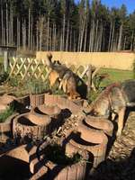 Hundeauslaufgebiet-Naturhundegarten Allgäu-Bild