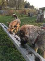 Hundeauslaufgebiet-Naturhundegarten Allgäu-Bild