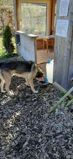Hundeauslaufgebiet-Naturhundegarten Allgäu-Bild