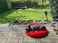 Hundetrainer / Hundecoach / Hundeschule in Essen-Beitrag-Bild