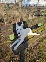 Gewicht eines weißen Schweizer Schäferhund-Beitrag-Bild