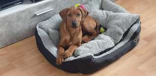 Kaninchenohren-Beitrag-Bild