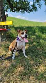 Geschwister Gesucht von Wildamstaff Swiss Kennel FCI,  Wurf Datum 29.06.2021-Beitrag-Bild