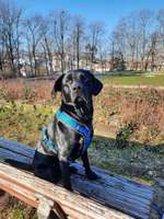 Wo sind meine Labrador Freunde-Beitrag-Bild