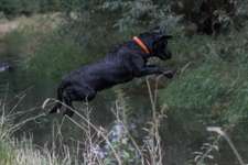 Labrador Retriever aus Niedersachsen?!-Beitrag-Bild