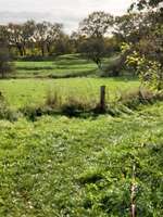 Hundeauslaufgebiet-An der Rreene-Bild