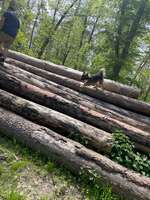 Hundeauslaufgebiet-Oftersheimer Dünen-Bild