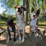 Hundeauslaufgebiet-Ankum-Bild
