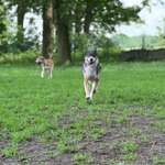 Hundeauslaufgebiet-Ankum-Bild