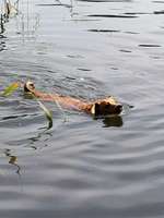 Hundetraining und Spielen-Beitrag-Bild