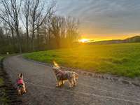 Hundeauslaufgebiet-Otto Maigler See-Bild